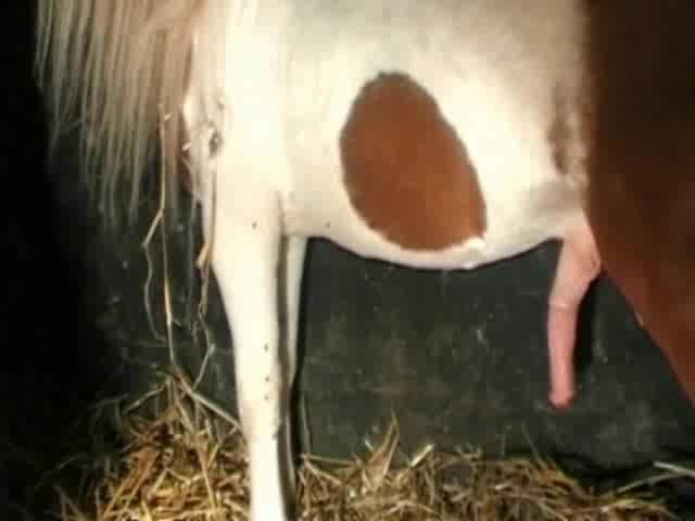 Girls And Horse Video Sexy - Sexy girl with horse making love