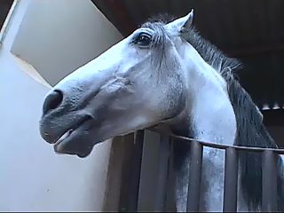 XXX horse video