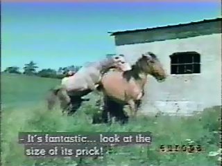 Animal porn with horny donkey