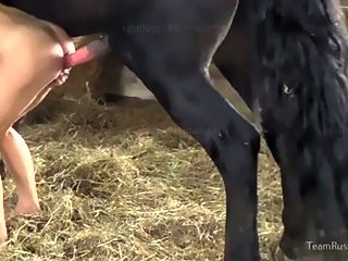 Horse Sex Fuck