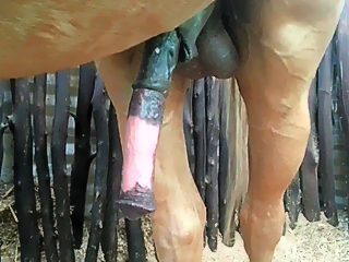 Horse cock xxx