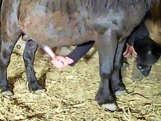 Female masturbate pony cock at barn. He has a great erection :)
