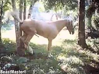 Horse fuck horse